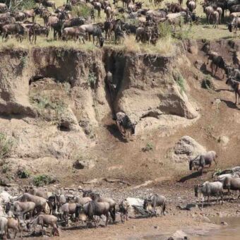 Grote migratie Tanzania Gnoes tijdens de migratie op een rijtje aan de oever van de mara rivier en andere op de stijle over op zoek naar een goede oversteek plaats tanzania