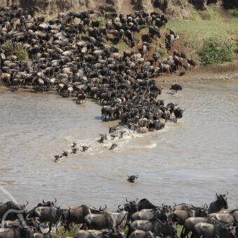 Zwemmende groep gnoes en aan de oever van de Mara rivier lopende gnoes