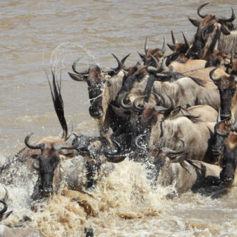 plonzende wildebeests springende plonzende en zwemmende gnoes bij de migratie van de mara rivier serengeti