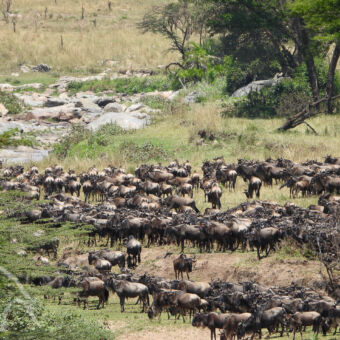 grazende gnoes tijdens de migratie met de rivier op de achtergrond in het typische groene landschap van de serengeti