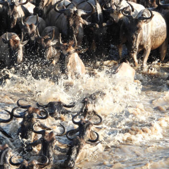 closeup van zwemmende en springende gnoes en opspattend bruin water tijdens een crossing op de mara rivier tanzania