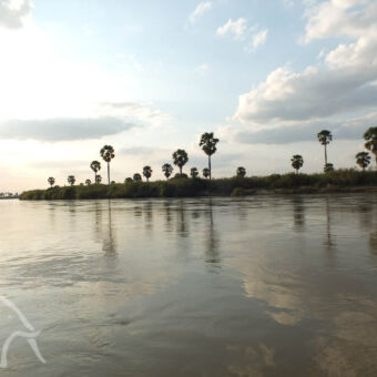 bootsafari Rufiji rivier vanaf de boot tijdens een bootsafari op de Rufiji rivier met aan de oevers palmbomen en struiken in selous national park tanzania