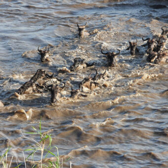 gnoes zwemmend in de mara rivier met het hoofd net bovenwater tijdens een oversteek