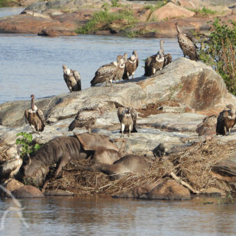 mara rivier met aan de oever grote rotsblokken dode gnoes die de oversteek niet hebben overleeft en 10 aasgieren die wachten om toe te happen tanzania
