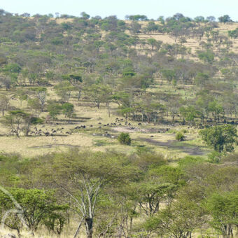wilde dieren spotten vanaf een heuvel vanaf een heuvel een uitzicht over een glooiend landschap met gras en veel accacia's en gnoes