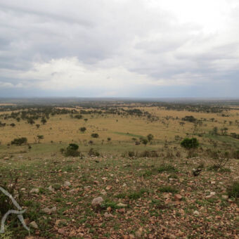 stipjes aan de horizon uitzicht vanaf de top van een heuvel over het glooiende landschap van de serengeti met geel gras en hier en daar een boom