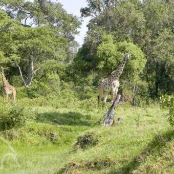 nieuwsgierige giraffen twee giraffen tussen het groen tijdens een wandelsafari