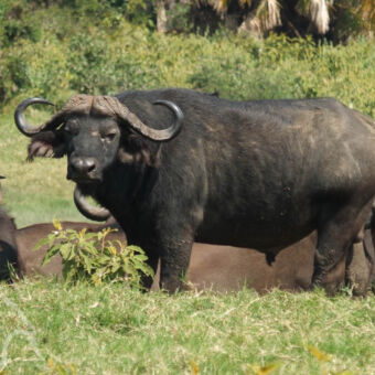 buffel close up heel dichtbij van een buffel genomen tijdens een wandelsafari in arusha national park tanzania