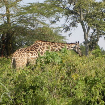 etende giraf tussen dicht struikgewas met grote bomen op de achtergrond