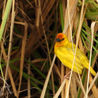 vogels verscholen in het riet Yellow weaver tussen het riet gespot tijdens een bootsafari in Selous tanzania