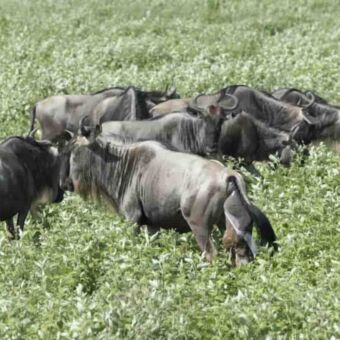 geboorte van een baby gnoe bij Ndutu met op de achtergrond grazende gnoes serengeti tanzania