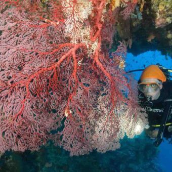 duiken in Mafia duiker onderwater je aankijkend naast een grote rode wit gekleurde plant