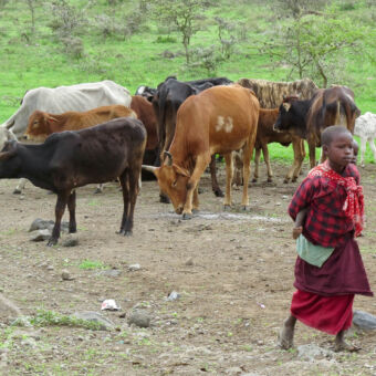 kleine masai jongen die een kudde koeien begeleid