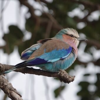 lilac breasted roller op een tak tanzania