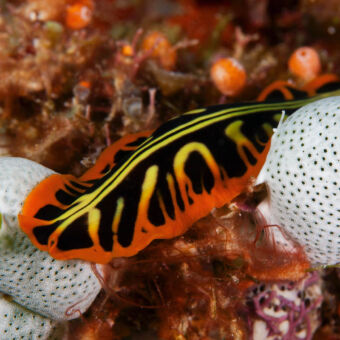 geweldige kleurenpracht felgekleurde oranje met zware vis in de onderwaterwereld bij pemba tanzania