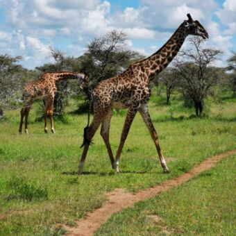lopende giraf en etende giraf op d achtergrond tijdens een safari rondreis door tanzania