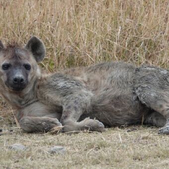 liggende mannetjes hyena die verstoord is in zijn slaap en opkijkt naar de kamera