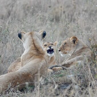 drie leeuwinnen in het dorre gras waarvan een zijn bek open heeft