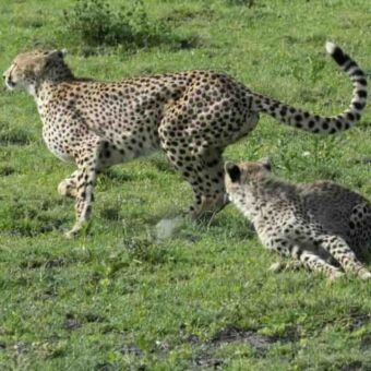 twee cheetahs waarvan een begint te rennen en de ander op gaat staan tanzania