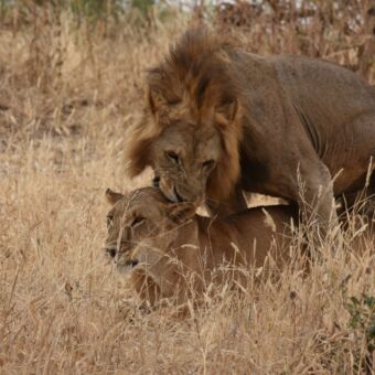parende leeuwen waarbij het mannetje het vrouwtje bijt in de nek tanzania