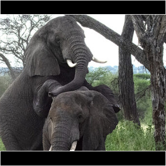Parende olifanten in lake Manyara