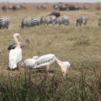 witte grote vogels met grote snavel op de grond en op de achtergrond zebra's in tanzania