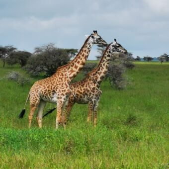 twee giraffes staand in het groene gras kijkend naar rechts ndutu tanzania