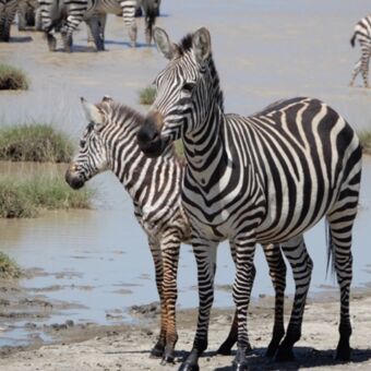 moeder zebra met jong aan de waterkant van een rivier met op de achtergrond meer zebra's in de serengeti tanzania