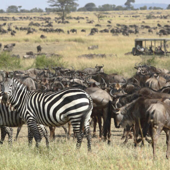 grote migratie bij Kimondo Camp Wildlife uitzicht vanaf Kimondo Camp op de serengeti met heel veel gnoes en zebra's tijdens de migratie luxe safari tanzania