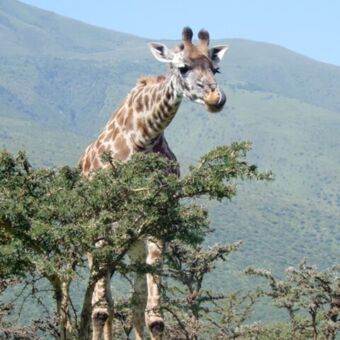 bukkende giraf dienij een acacia staat ruaha tanzania