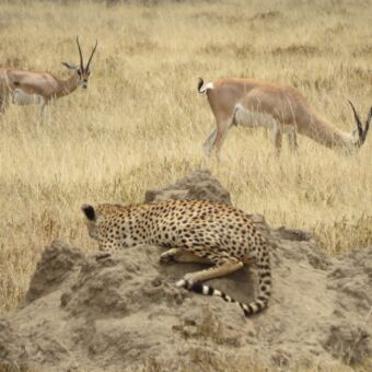 loerende cheetah liggend op een heuvel kijkend naar impala's die verderop zijn