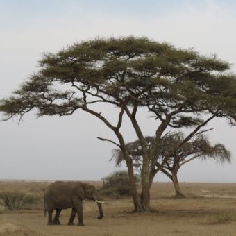 olifant in de schaduw onder een acacia boom met daarachter een grote vlakte van de serengeti tanzania