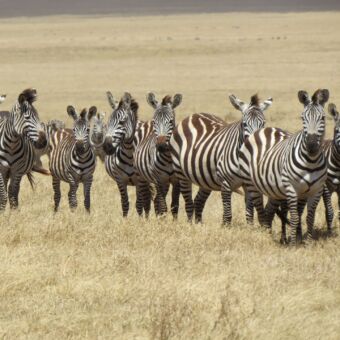 groepje van nieuwsgierige zebra's kijkend naar de kamera op een goud gele savanne op de serengeti tanzania