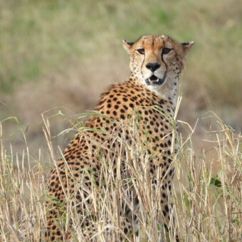 cheetah in het struikgewas cheetah zittend in het hoge gras onze kant op kijkend serengeti tanzania