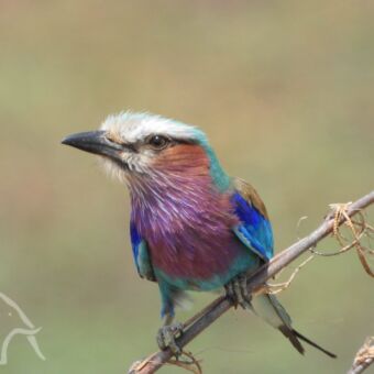 details van een lilac breasted roller schuin kijkend van een tak birdwatching Tanzania