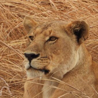 jonge leeuwin goudgele leeuwin geconcentreerd kijkend in het goudgele gras