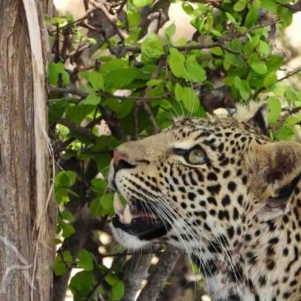 luipaard luipaard op kijkend bij een boom klaar om de boom in te springen
