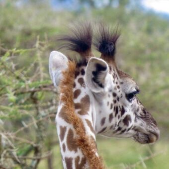 close up van een giraffe hoofd met twee grappige haarpluimpjes op zijn hoofd