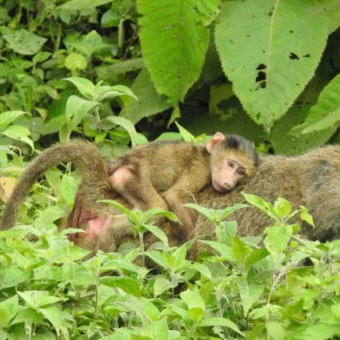 baviaan lopend met kind op de rug bij lake manyara tanzania