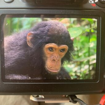 Beelscherm van fototoestel met een kleine chimpansee in beeld chimpansee trekking tanzania mahale