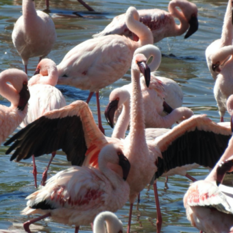 grote groep roze flamingo's waarvan een zijn vleugels heeft uitgespreid