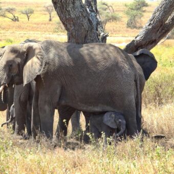Olifanten onder de boom in de schaduw met een heel kleintje onder de achterbenen van de moeder tanzania prive safari