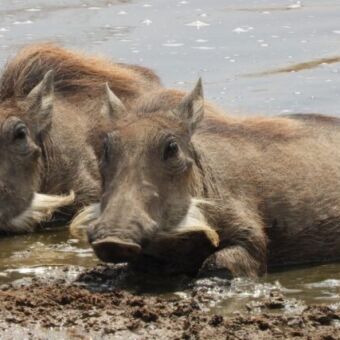twee wrattenzwijnen van dichtbij badderend in de modder