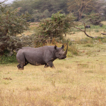 Rhino gespot in de Ngorongoro krater