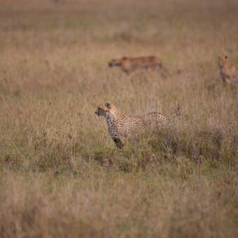 drie cheeta's in het hoge gras waarvan 1 in aanvalshouding