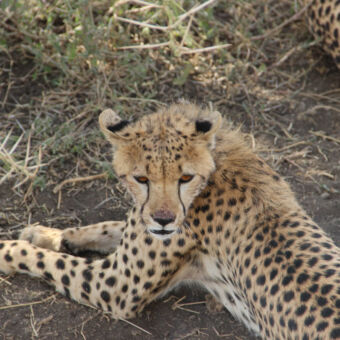jonge liggende cheetah