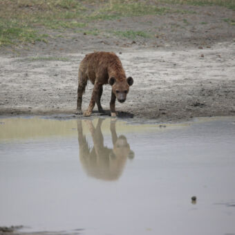 waterpoel met een drinkende hyena op de achtergrond