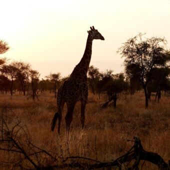 Giraf met tegenlicht genomen door familie de Vries tijden hun rondreis door Tanzania