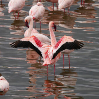 groepje flamingo's in het water bij lake manyara tanzania