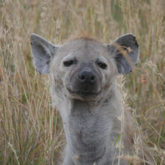 bozige hyena die je aankijkt van dichtbij
